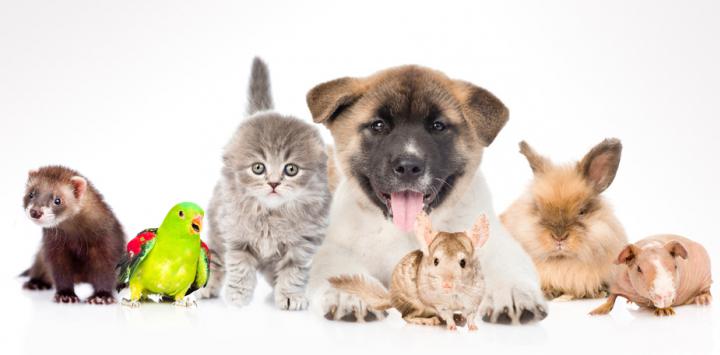 Otras mascotas