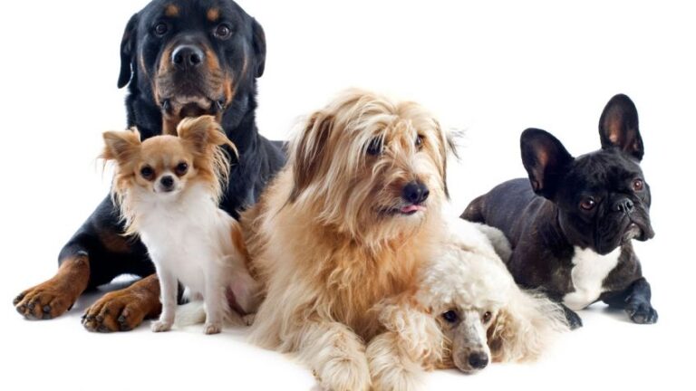 Perros